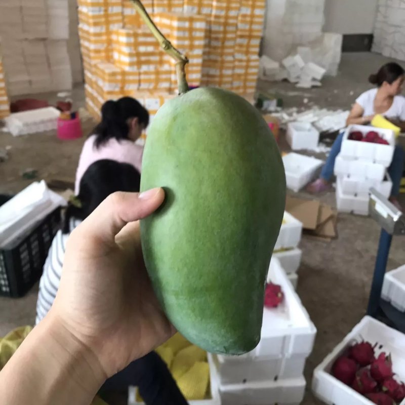 越南大青芒新鲜采摘非海南贵妃芒8斤大青芒4-7包邮