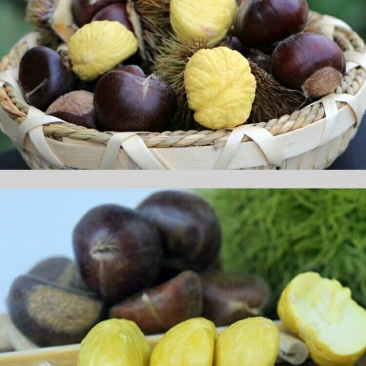 云南高原板栗早熟大量上市