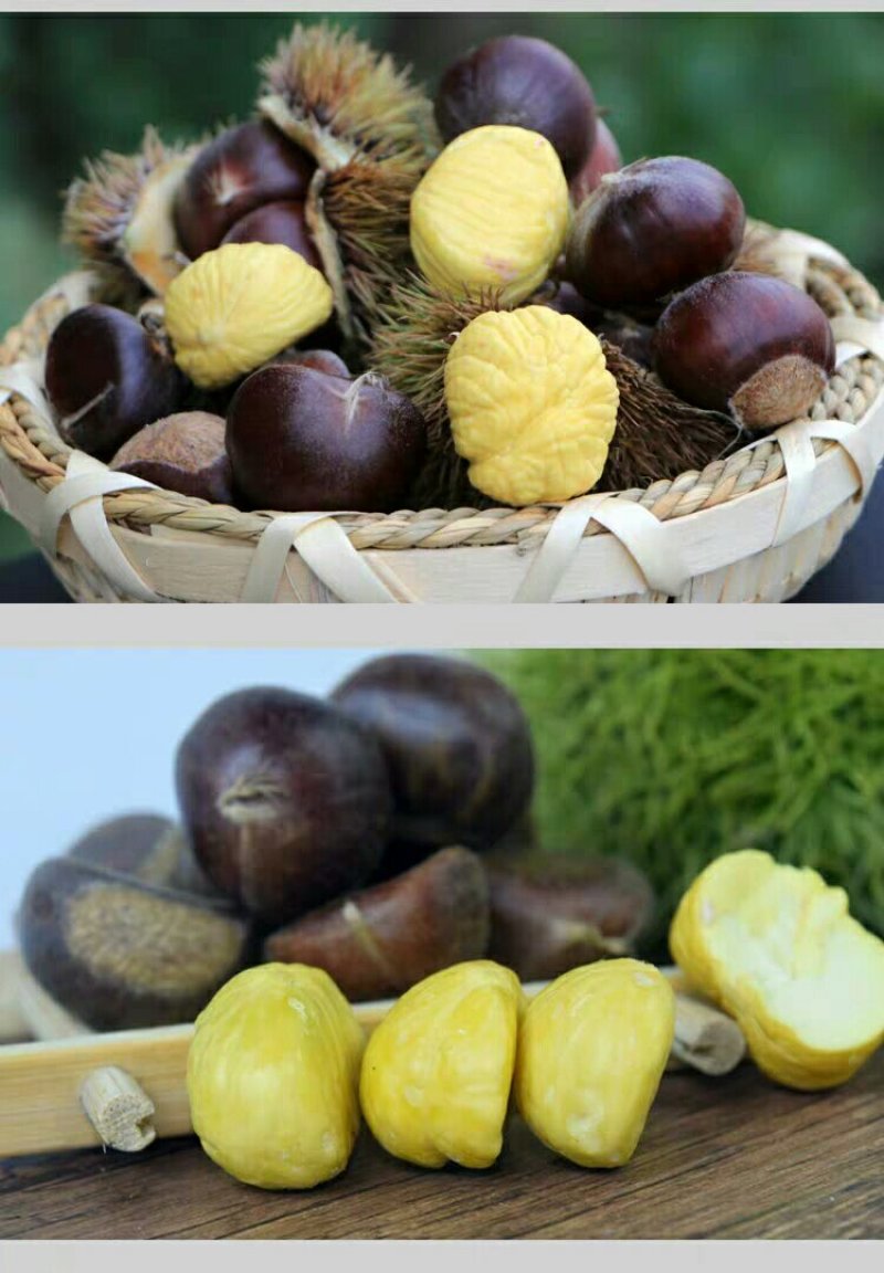 云南高原板栗早熟大量上市