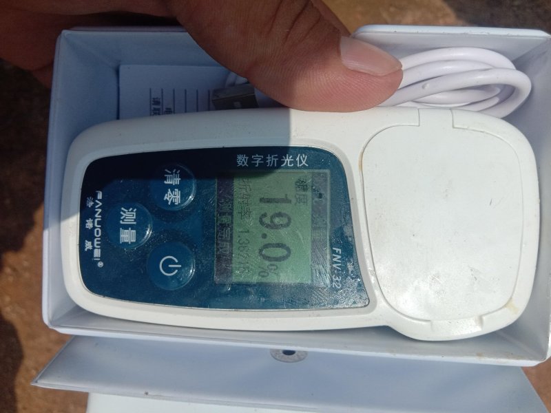 山东海阳鲁厚甜网纹瓜，玫珑瓜海阳网纹瓜瓜。哈密瓜
