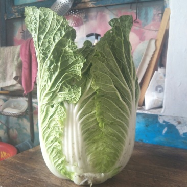 大白菜