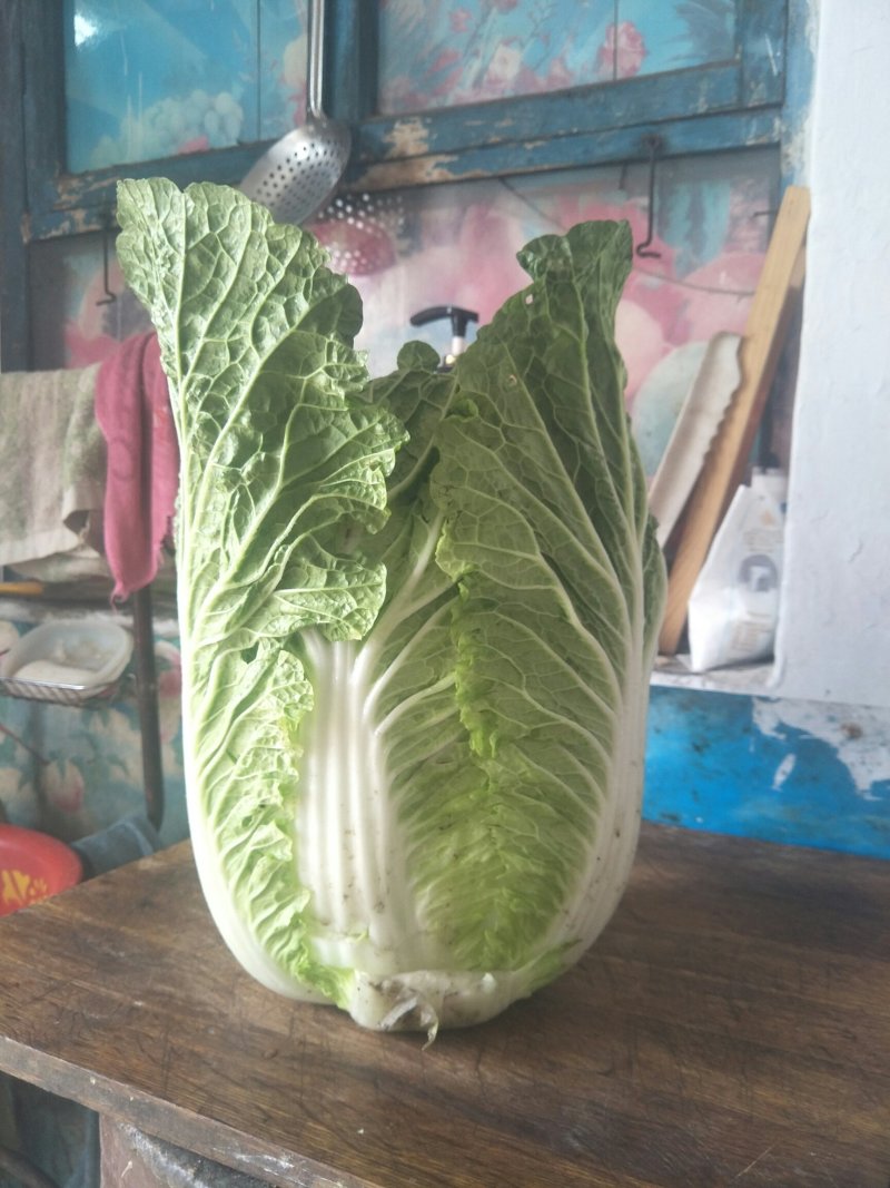 大白菜