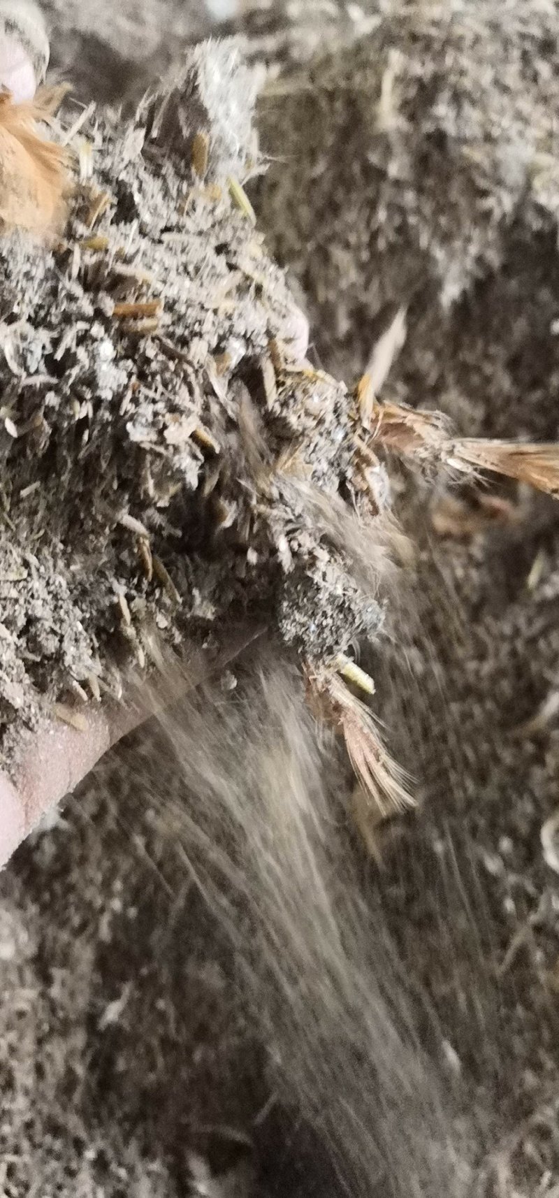 稻壳鸡粪稻壳麻鸡粪鸡粪谷壳鸡粪质优价廉