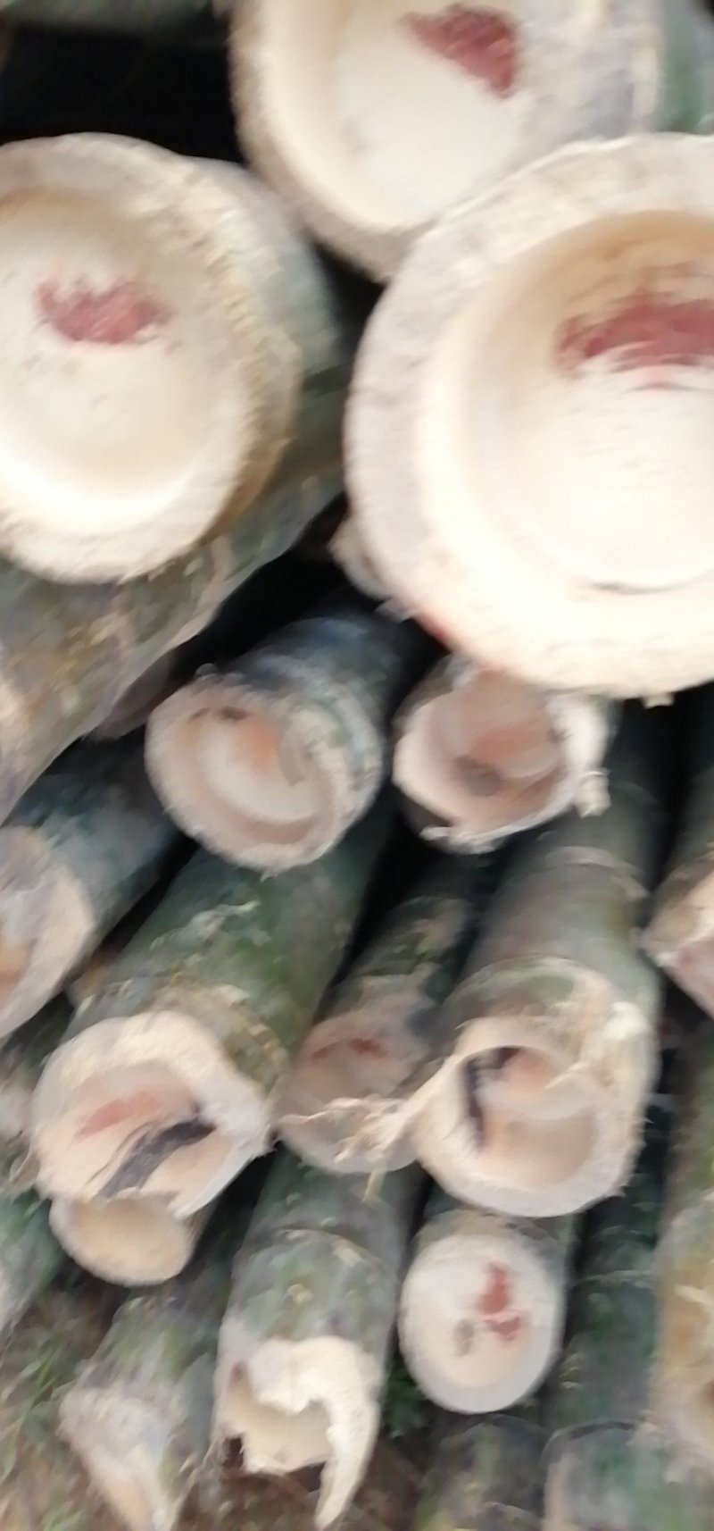 大楠竹金竹小竹竿菜价竹衫木干各种规格用竹