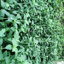 野生灵香草