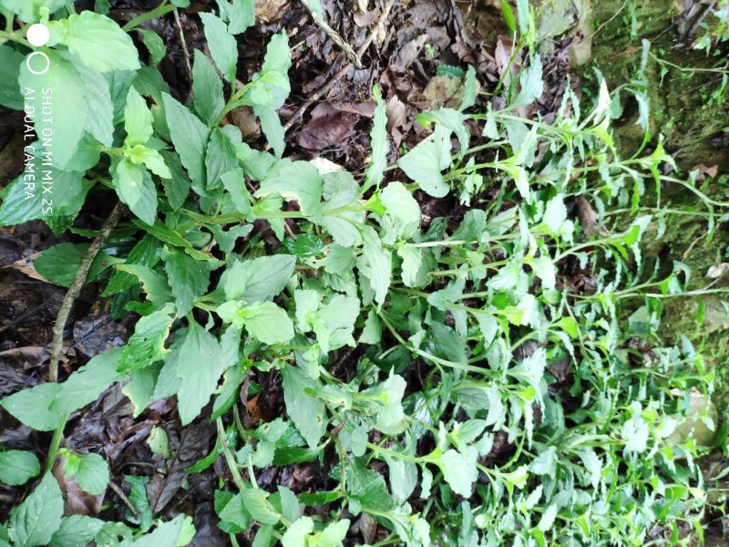 野生灵香草