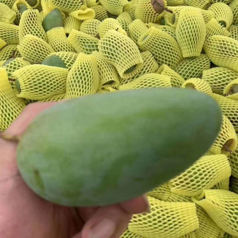 爆甜青皮芒百色芒果产地果园批发代发代办一箱包邮