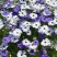 五色菊种子庭院绿化花卉种子易种植品种种子