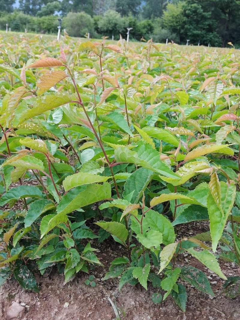 山樱苗嫁接大樱桃优选砧木，純东北种子种植接受预定