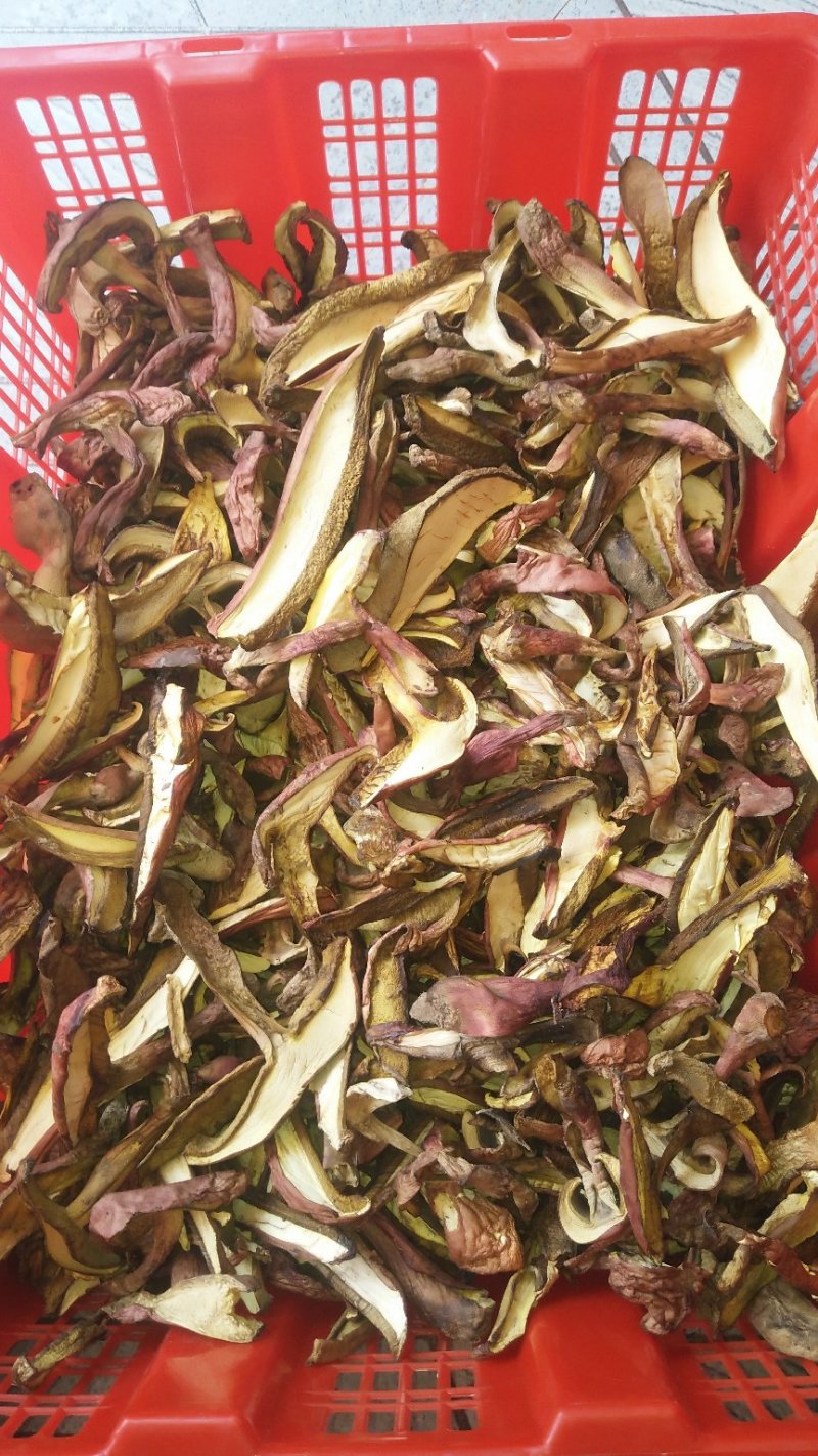 野生菌红聪，又名见手青、牛肝菌、蘑菇，切片烘干或晒干！