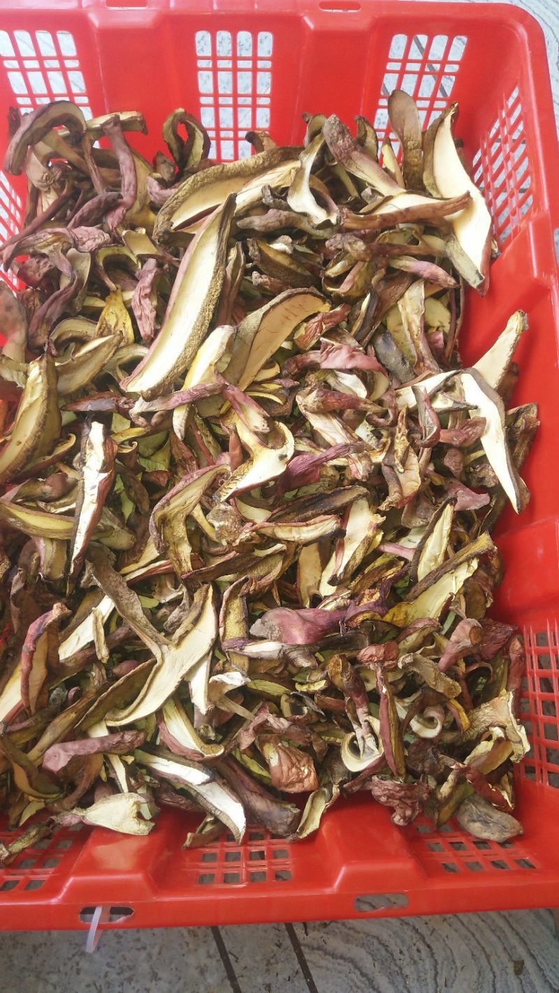 野生菌红聪，又名见手青、牛肝菌、蘑菇，切片烘干或晒干！