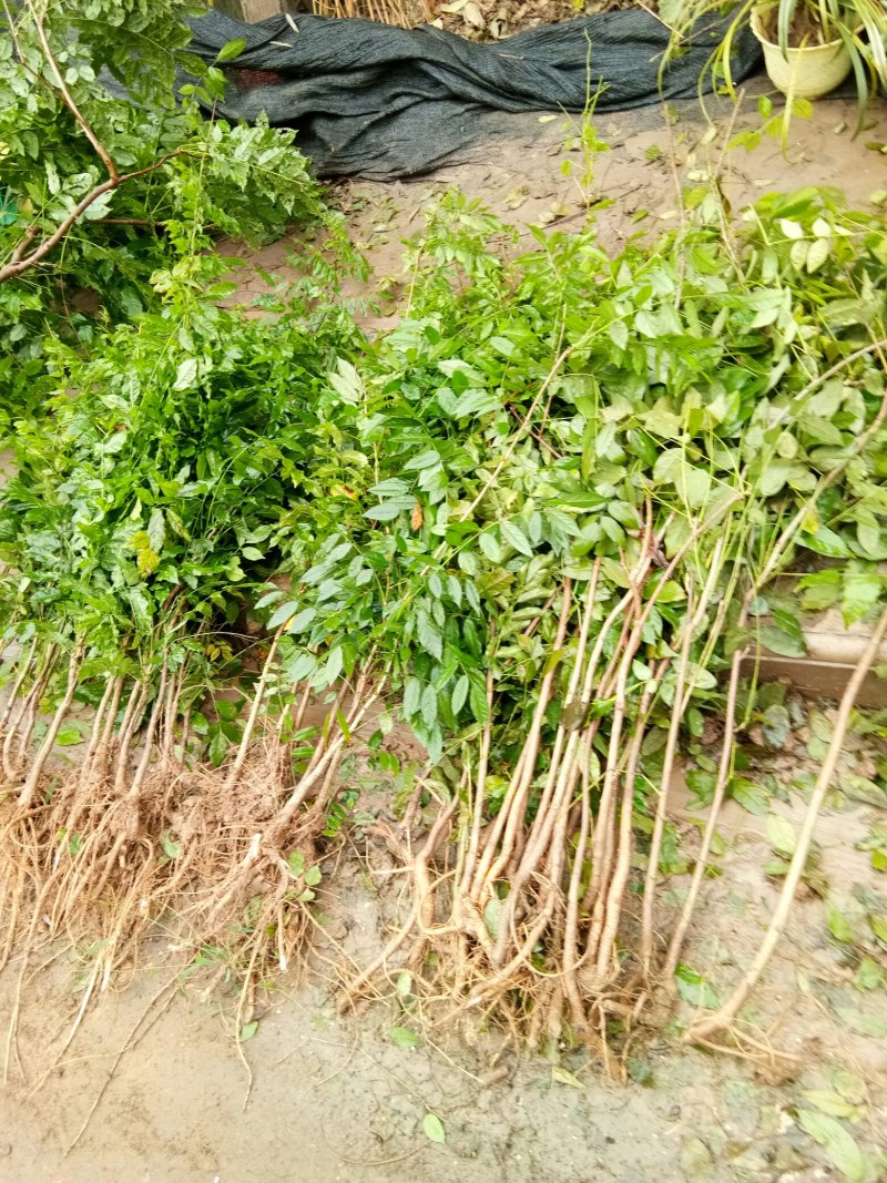 紫藤，多花紫藤，普罗旺斯紫藤花树庭院别墅围墙绿化紫藤