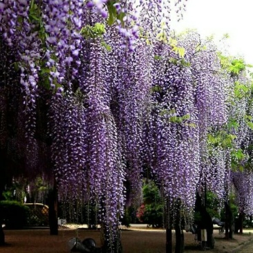 紫藤苗紫藤花紫藤树苗多花紫藤庭院花园开花四季植物爬