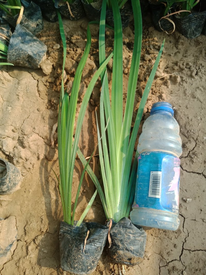 水生鸢尾质量保证，基地直发