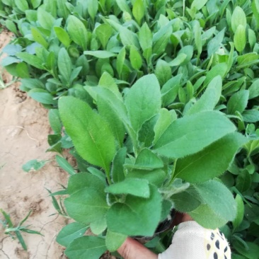黑心菊质量保证，基地直发