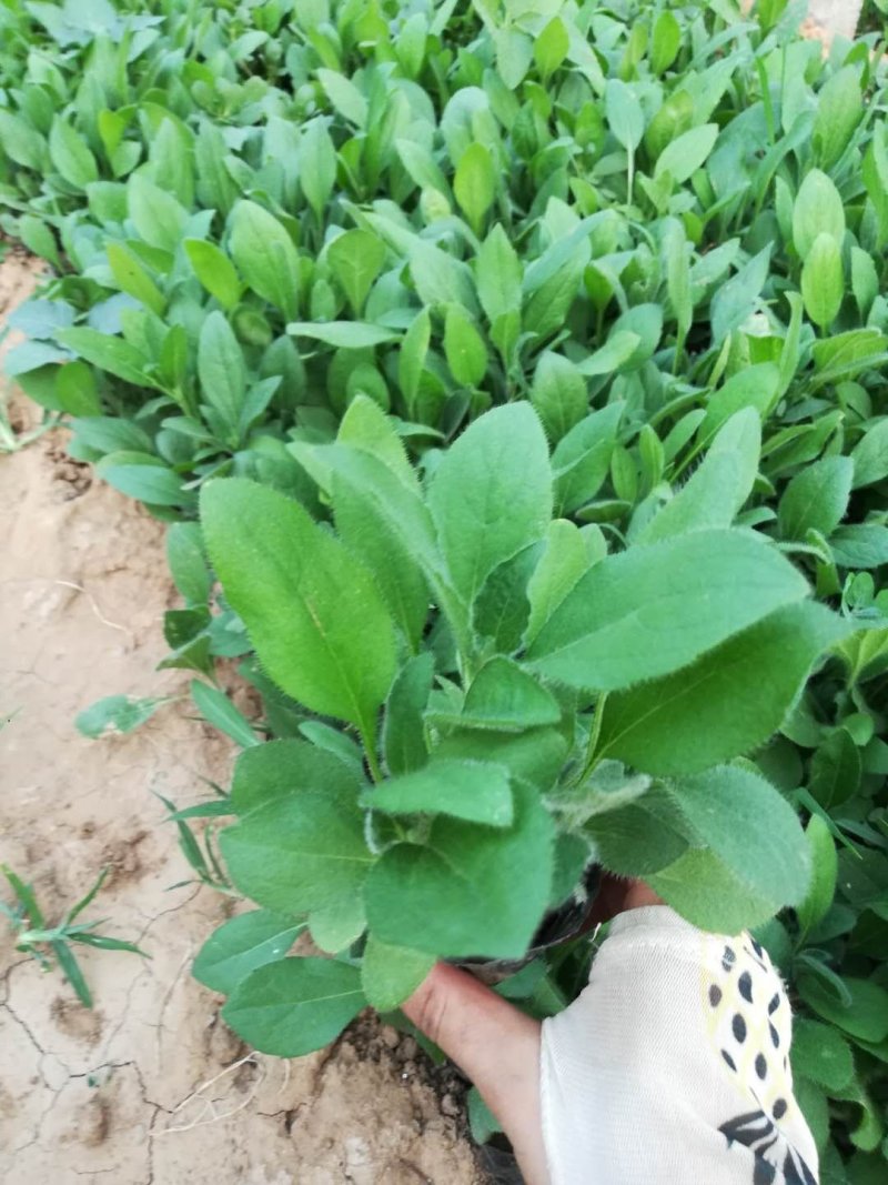 黑心菊质量保证，基地直发