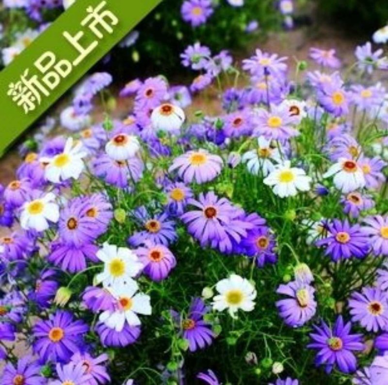 五色菊种子花卉园艺种子种子