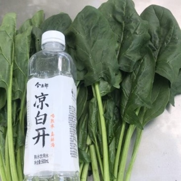 菠菜