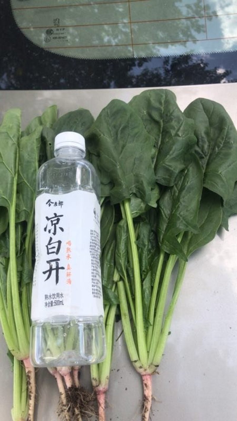 菠菜