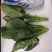 菠菜