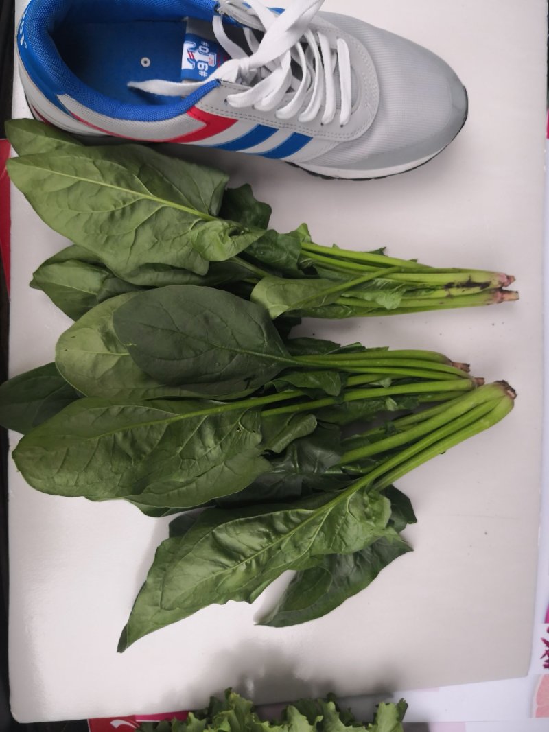 菠菜