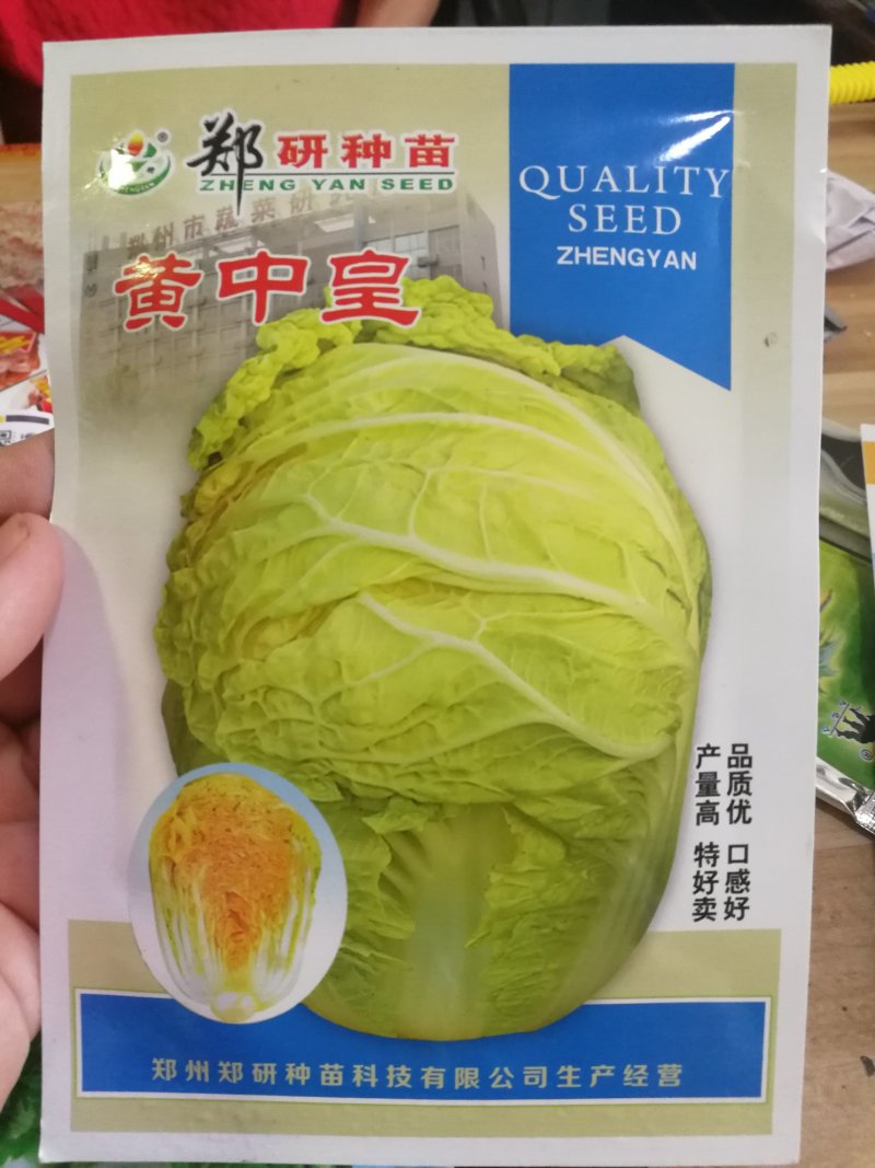 【优质】冬丽黄中皇大白菜种子产量高品质好