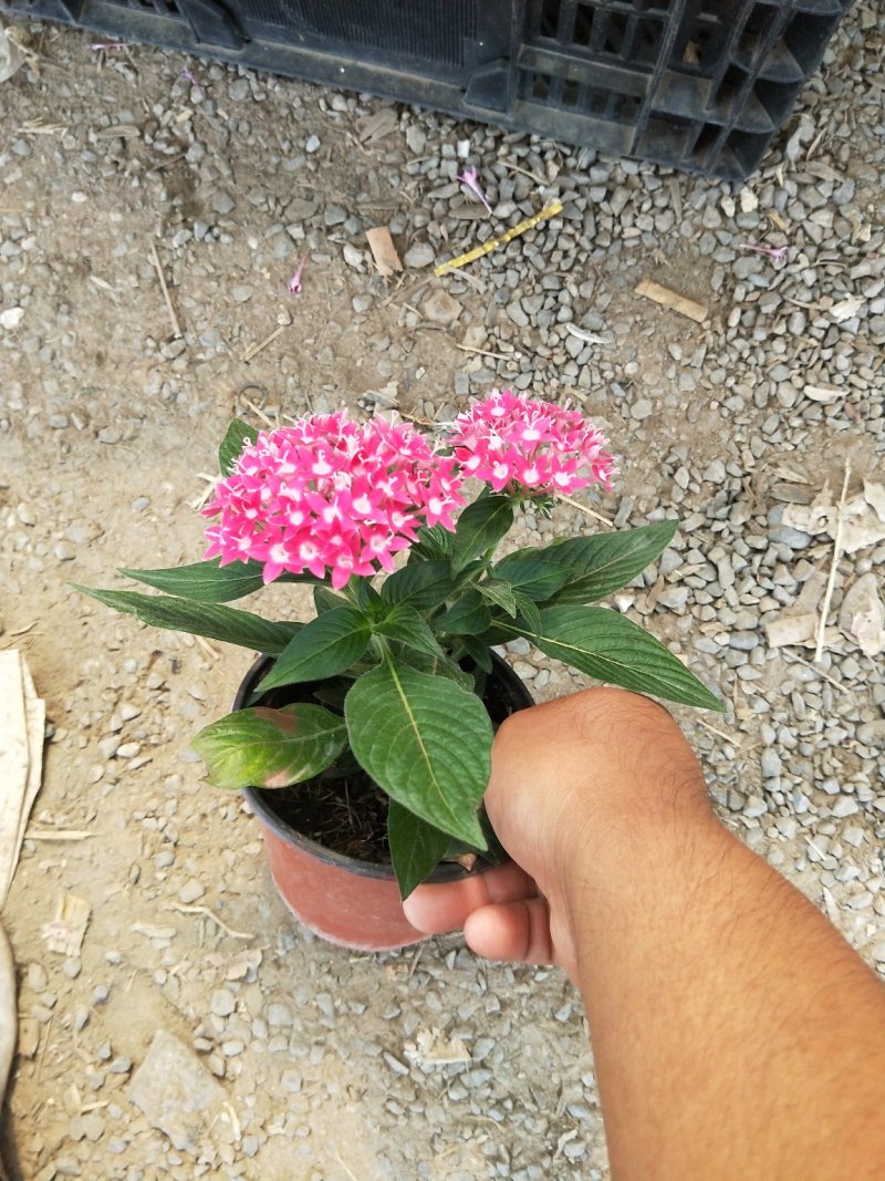 繁星花优质五星花大量上市欢迎实地看货