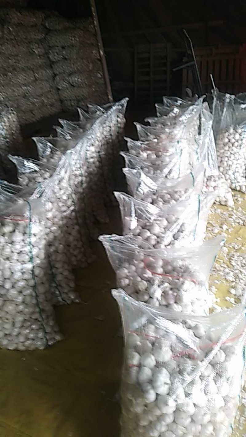 红皮大蒜