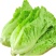 生菜种子耐熱耐抽苔意大利生菜种子叶片油绿