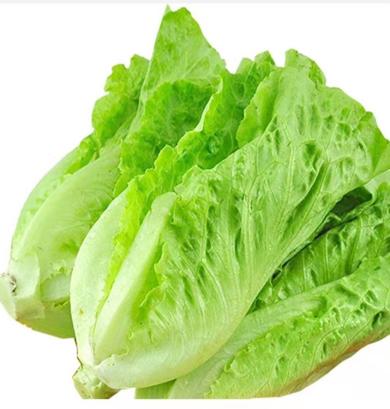 生菜种子耐熱耐抽苔意大利生菜种子叶片油绿