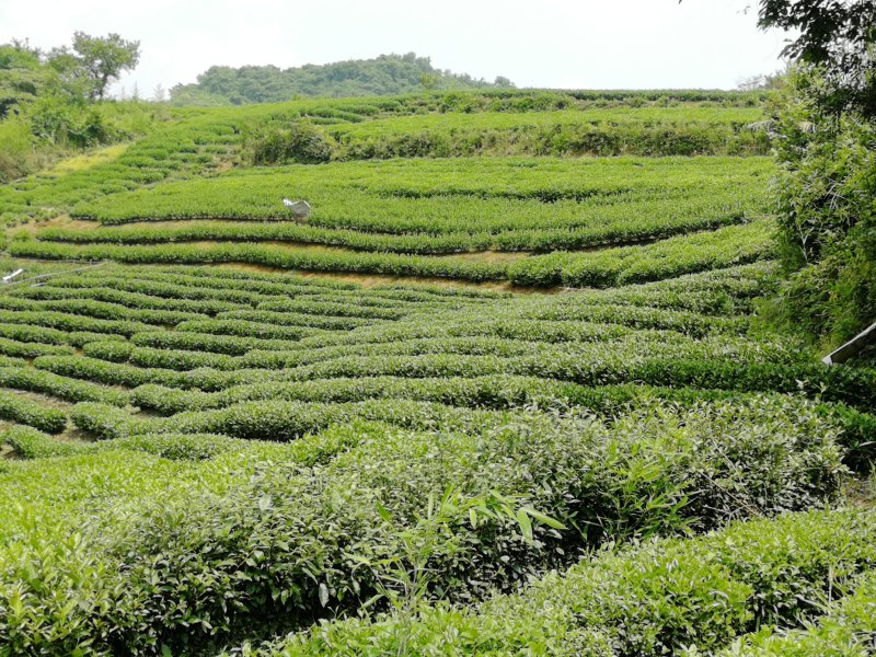 杭州龙井茶茶农直销可视频看看货对接批发商欢迎考察