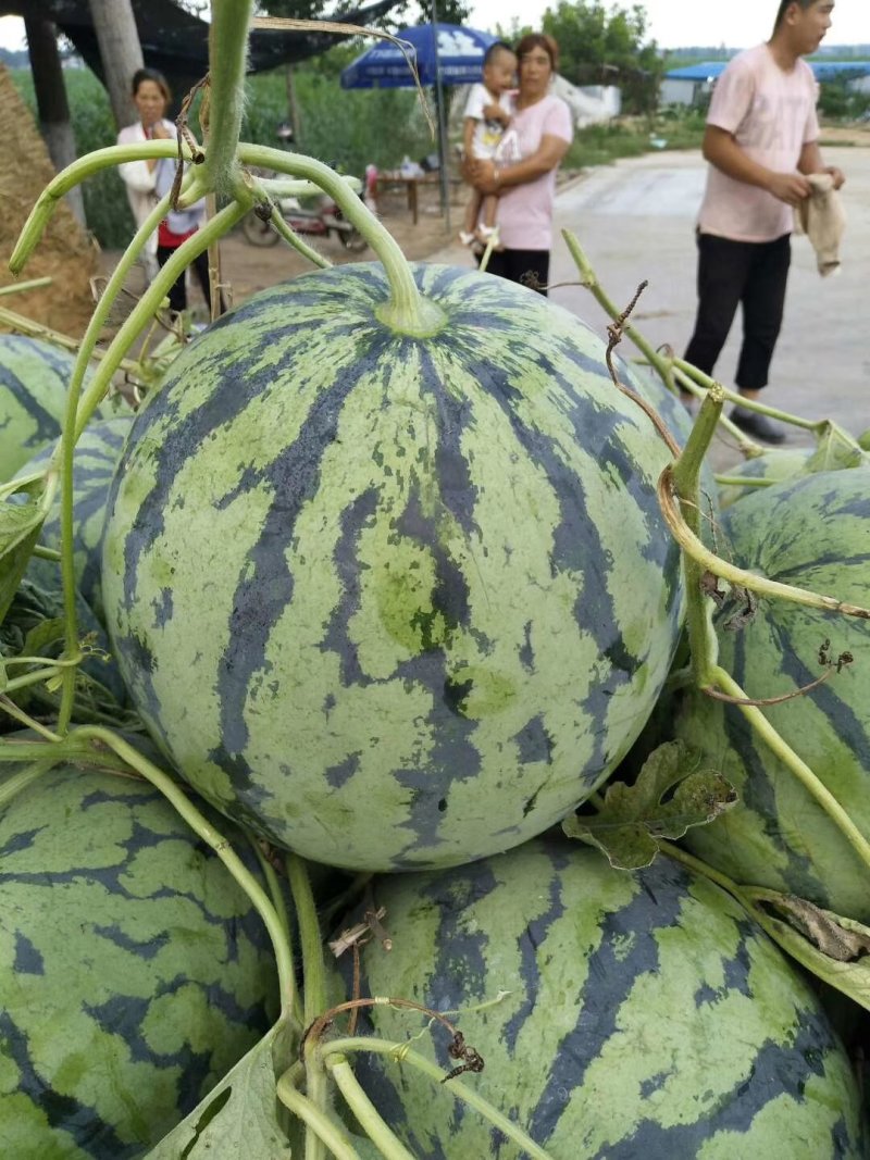 山东东明西瓜，庆红宝