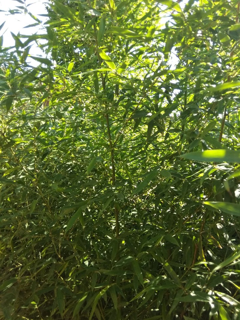 早园竹