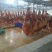 自产自销蒙古国马肉，精品马肉