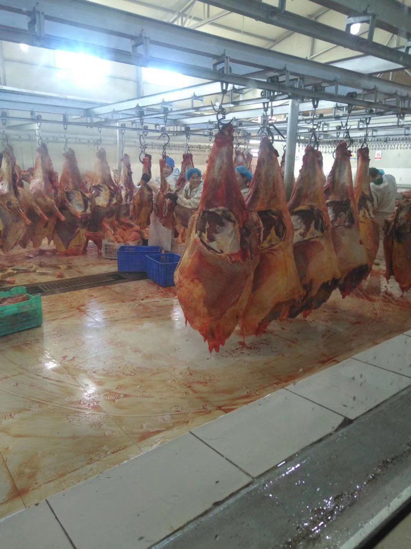 自产自销蒙古国马肉，精品马肉