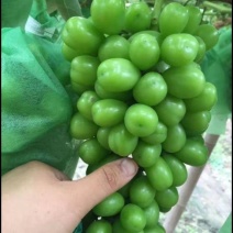 无纺布果袋阳光玫瑰套袋增强果子着色光泽度高防鸟防雨水