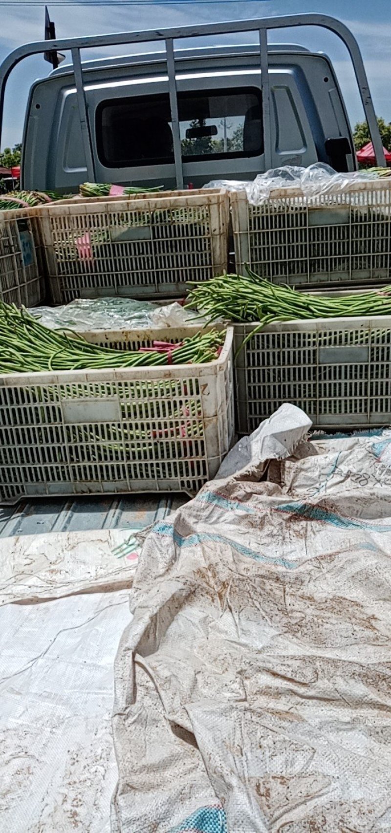 长豆角50