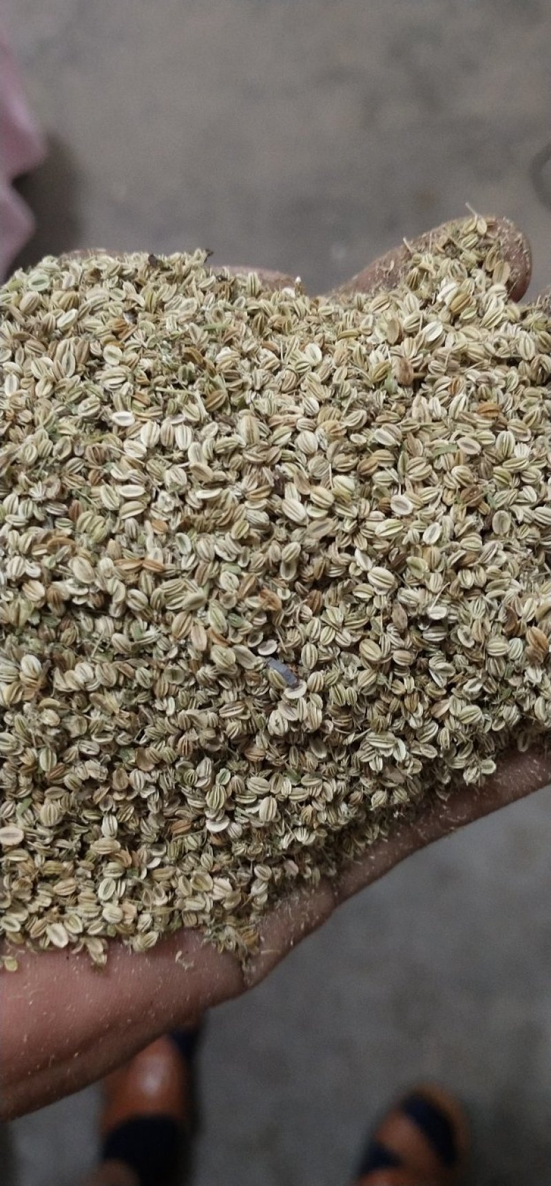 蛇床子，新货质量好，一手货源。