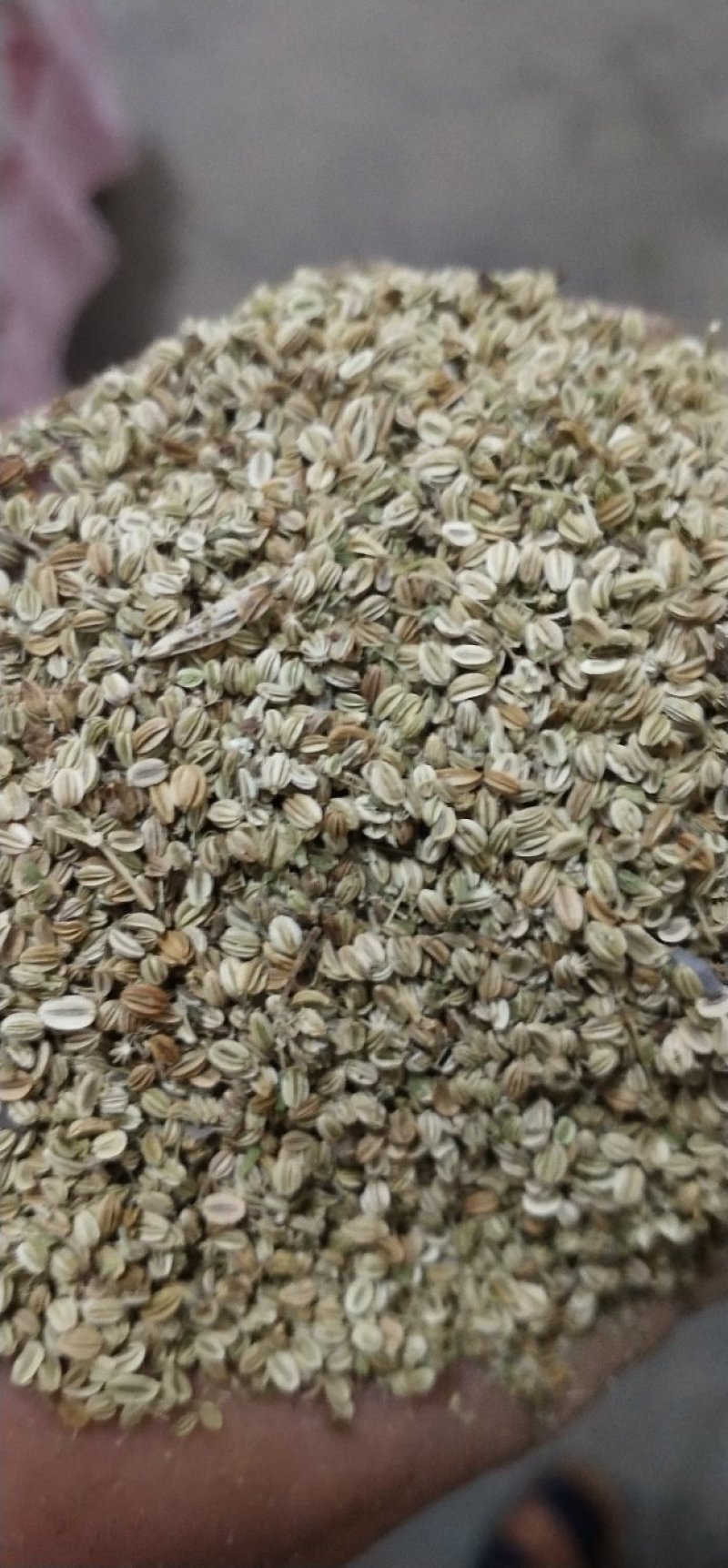 蛇床子，新货质量好，一手货源。