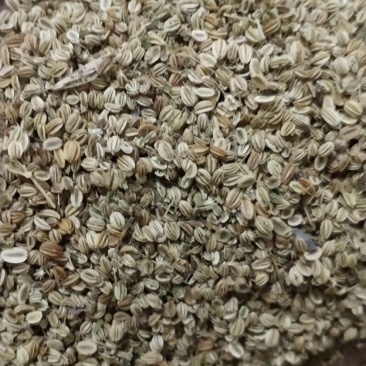 蛇床子，新货质量好，一手货源。