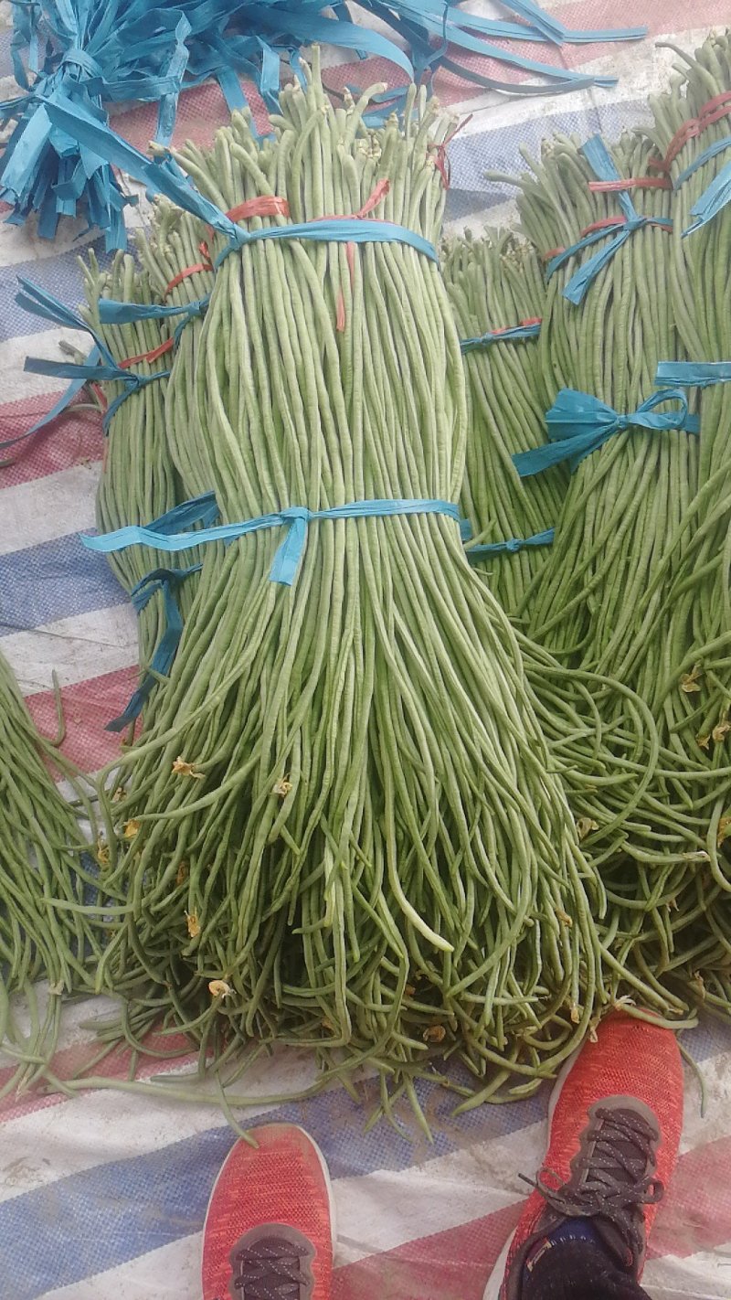 精品豆角