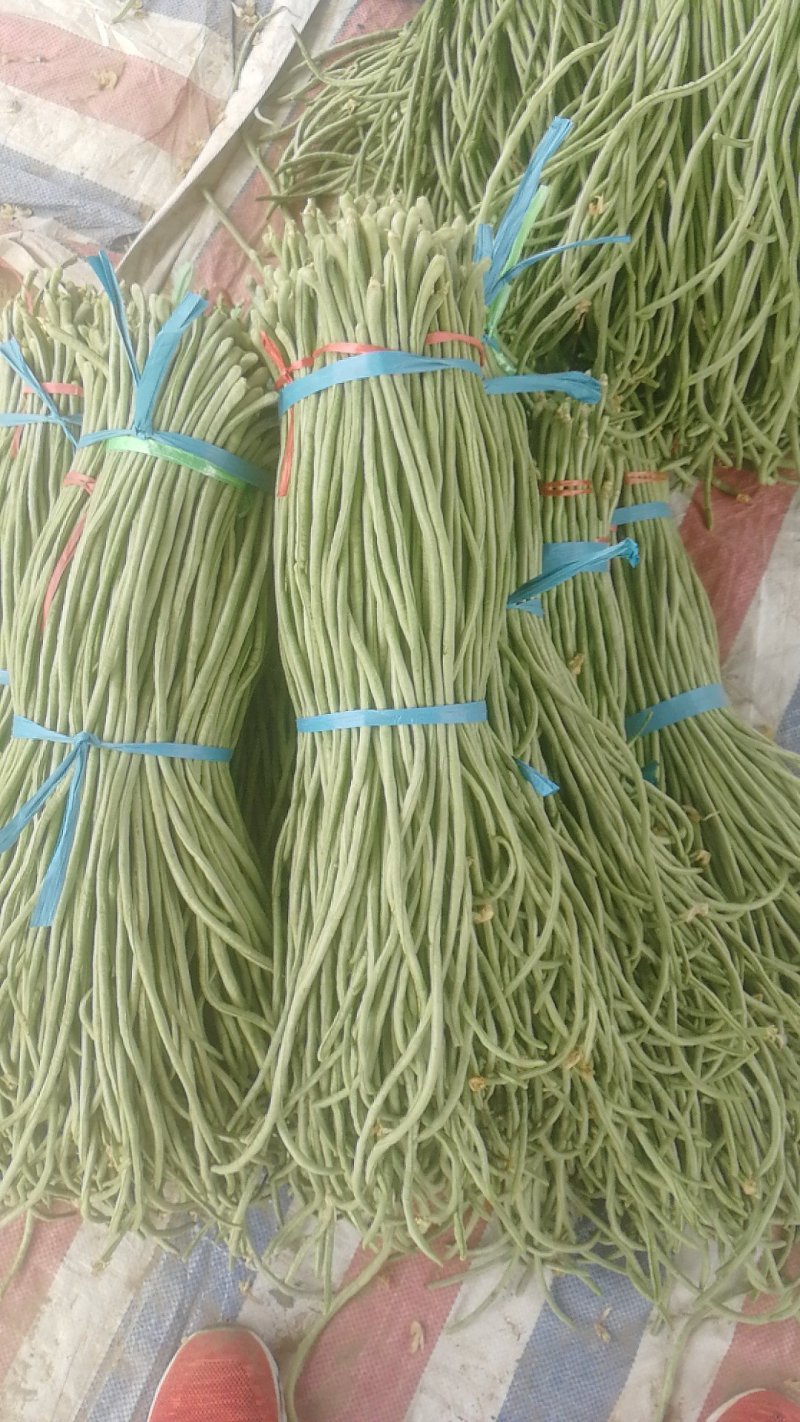 精品豆角