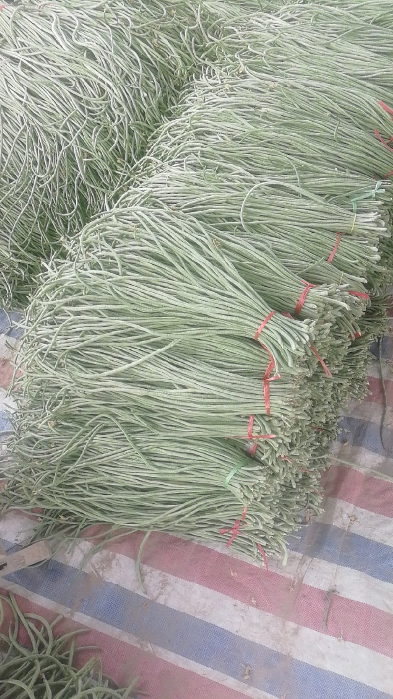 精品豆角