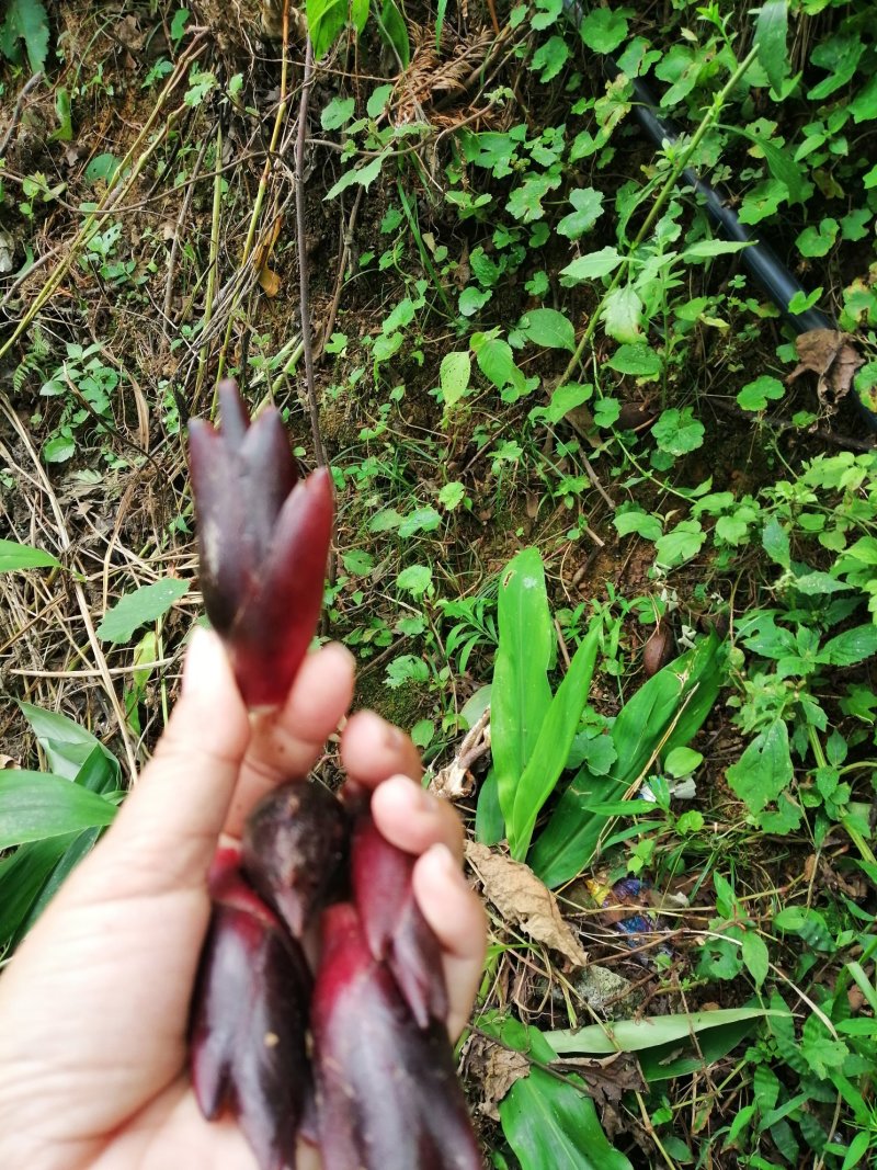 野生洋荷
