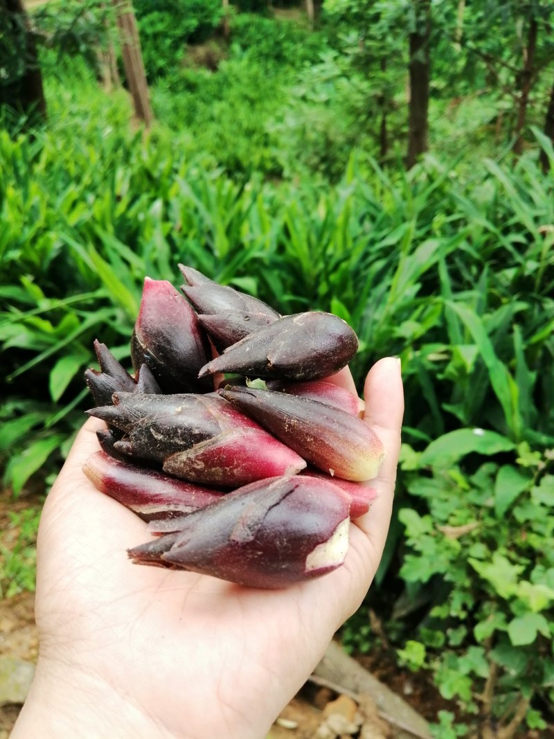 野生洋荷
