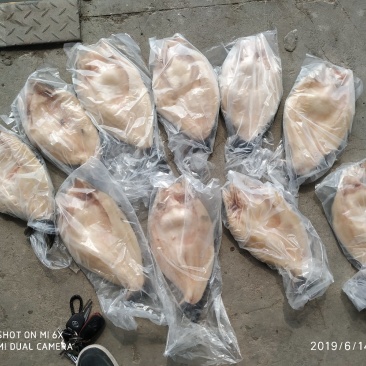 开背巴沙鱼开背巴沙鱼