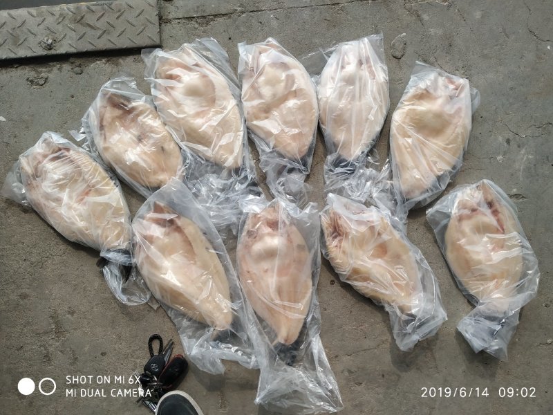 开背巴沙鱼开背巴沙鱼
