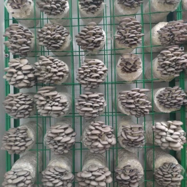 黑平菇，鲜平菇工厂化，周年生产，天天鲜菇