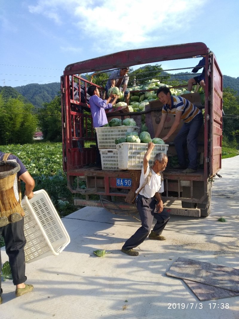 甘篮京丰奥奇娜质量好耐运输市场优品！！