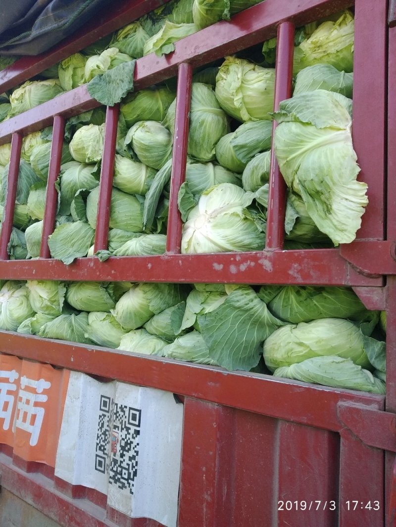 甘篮京丰奥奇娜质量好耐运输市场优品！！